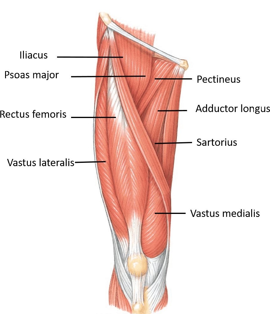 Generally Speaking, These Muscles Act To Flex The Leg - Muscles Of Anterior Compartment Of Thigh (1014x1050), Png Download