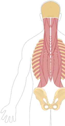 Unlabelled Image Of The Muscles Of The Back - Longissimus (666x550), Png Download