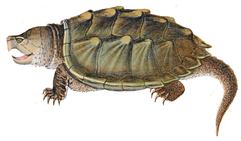 Free Png Download Snapping Turtle Illustration Png - Alligator Snapping Turtle Clipart (850x497), Png Download