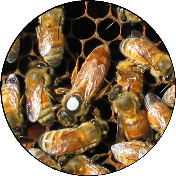 Some Missing Indicators Of A Healthy Queen Can Be Contributed - Signs Of A Queen Bee (653x656), Png Download