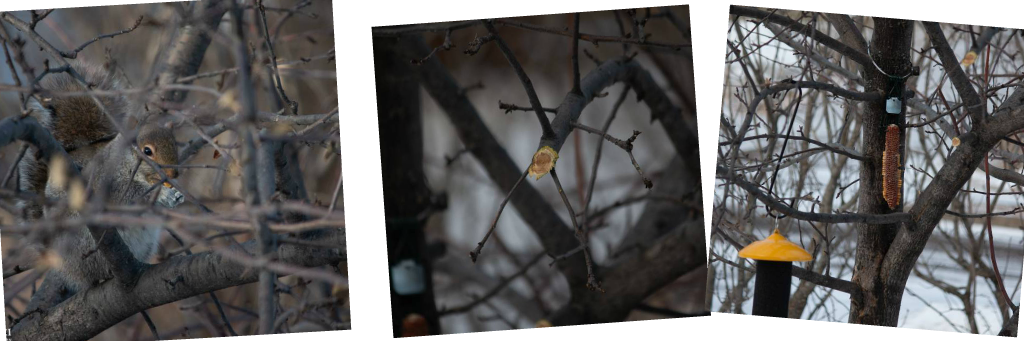 Tips For Hardy Gardeners - Birch (1024x341), Png Download