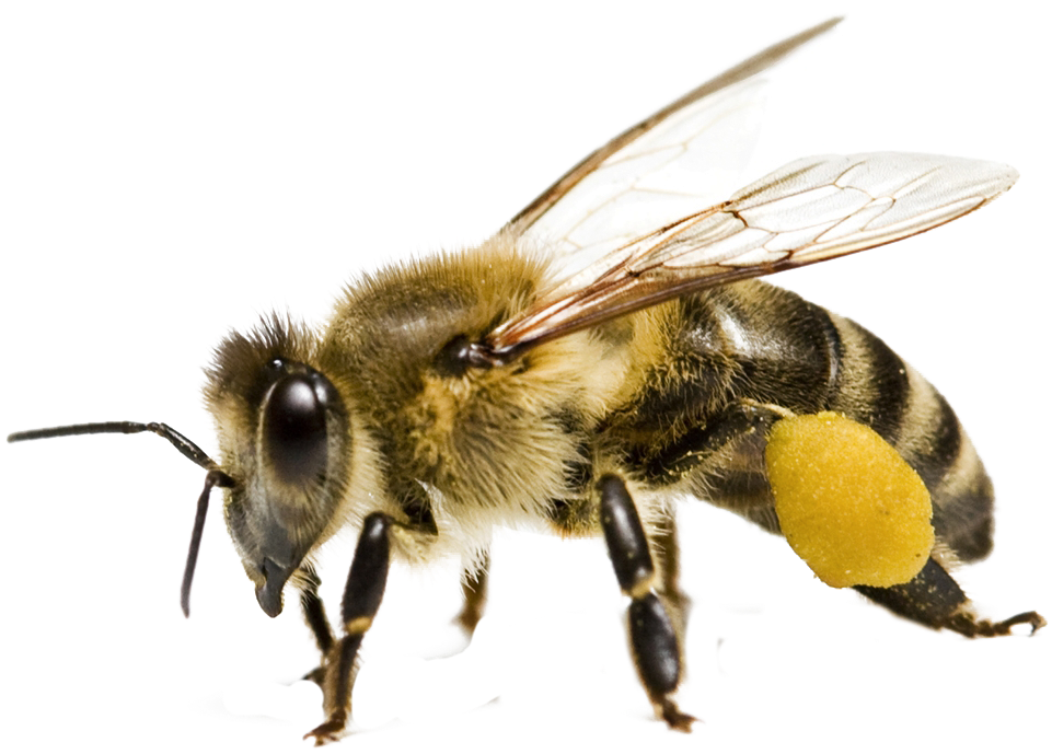 Bee Transparent Images - Bee Png (1091x843), Png Download