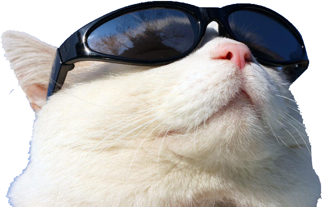 Wearing Cat Github Sunglasses Sunscreen Free Transparent - Cool Cat Wearing Sunglasses (800x450), Png Download