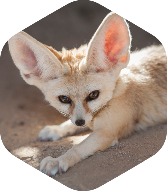 Slide 1 Slide 2 Slide 3 - Animales Tipicos De Egipto (585x666), Png Download