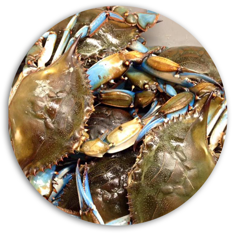 Fresh Blue Crabs Daily - Dungeness Crab (1000x1000), Png Download