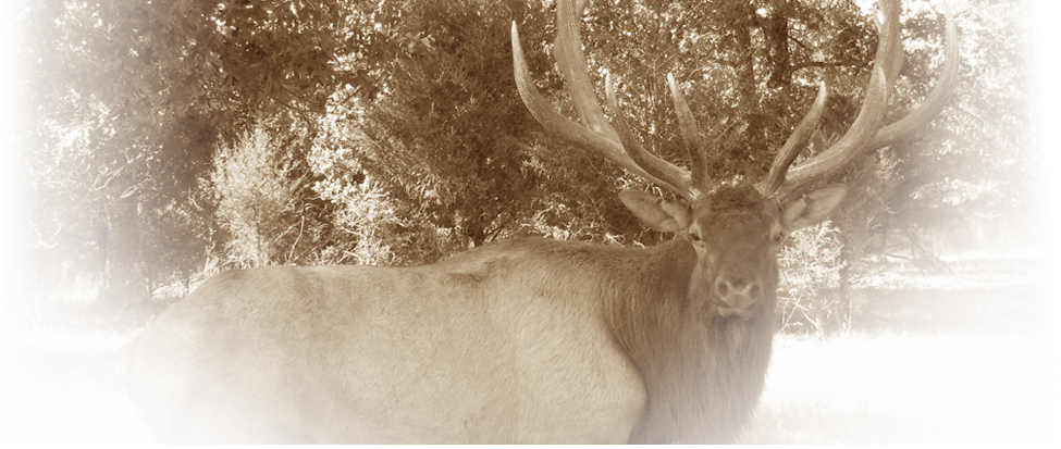 Stone Creek Mo, Provides Exotic Hunts And Standard - Elk (975x413), Png Download