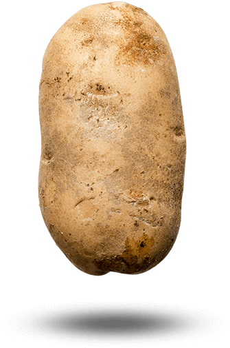 Potato Image - Russet Burbank Potato (483x662), Png Download