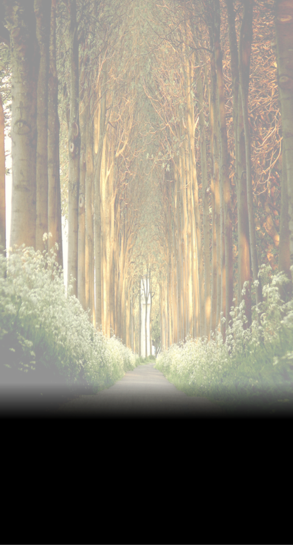 Tree (990x1840), Png Download