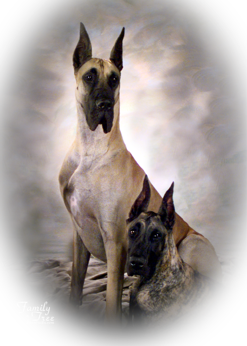 Roll 13 - - Great Dane (500x700), Png Download