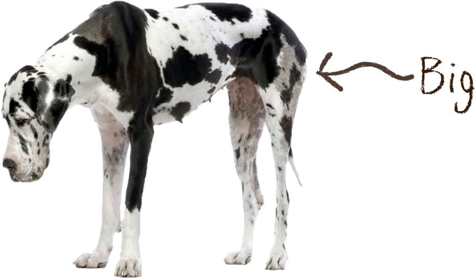 Dog Big - Big And Small Dog (1000x857), Png Download