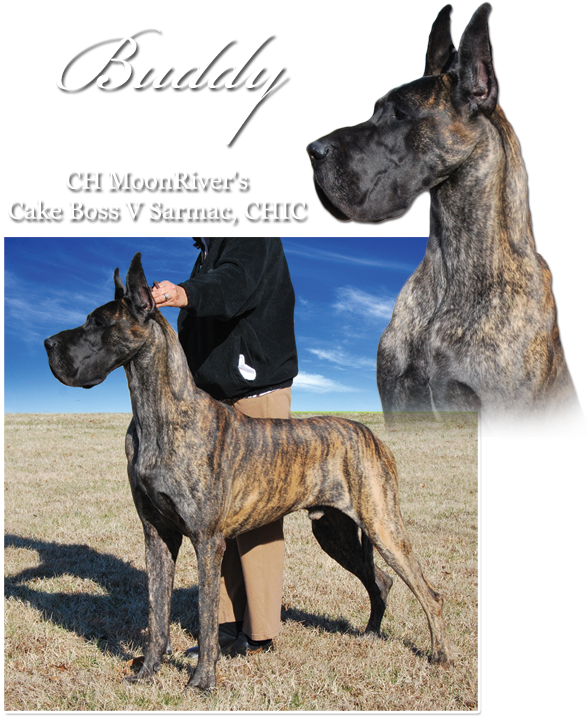 Ch Moonriver's Cake Boss V Sarmac - Great Dane (600x726), Png Download