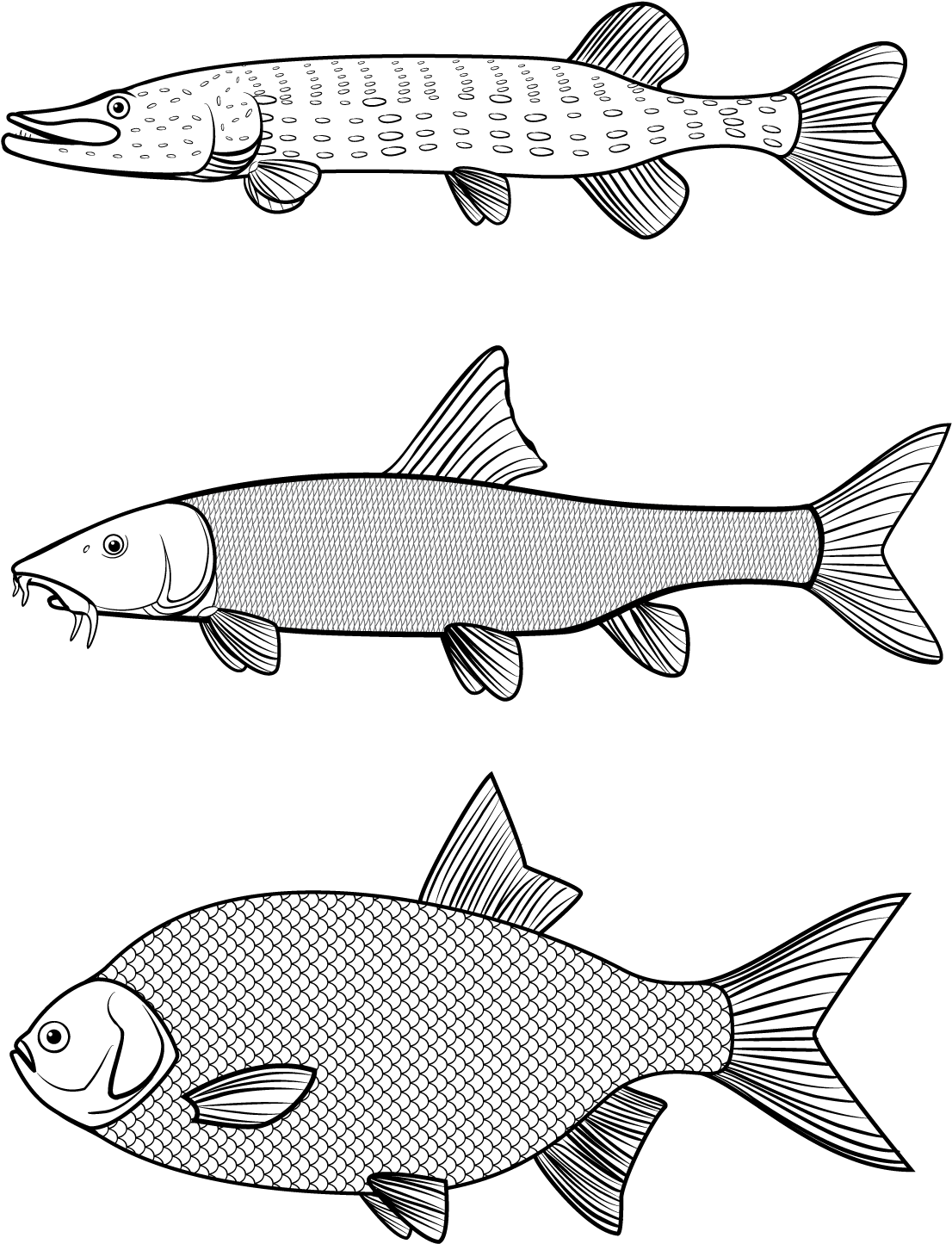 Vector Graphics, Line Art - Trout (1350x1714), Png Download