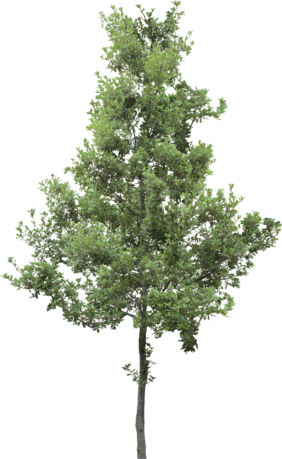 #tree #branches #leaves #palm Tree #autumn Tree #tree - Acer Platanoides Png (963x1600), Png Download