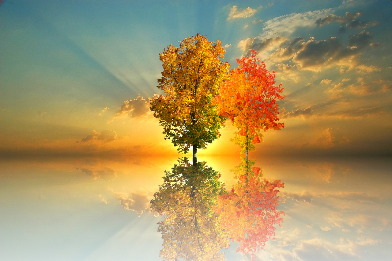 Autumn Tree Nature - Тапети За Телефон Hd Есен (1280x851), Png Download