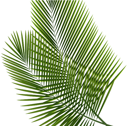 Tropical Clipart Palm Branches Transparent Palm Tree Leaf Png Full Size Png Download Seekpng