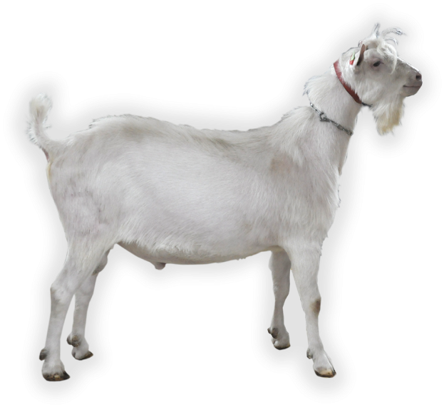 Buck Information - Llama With Transparent Background (800x600), Png Download