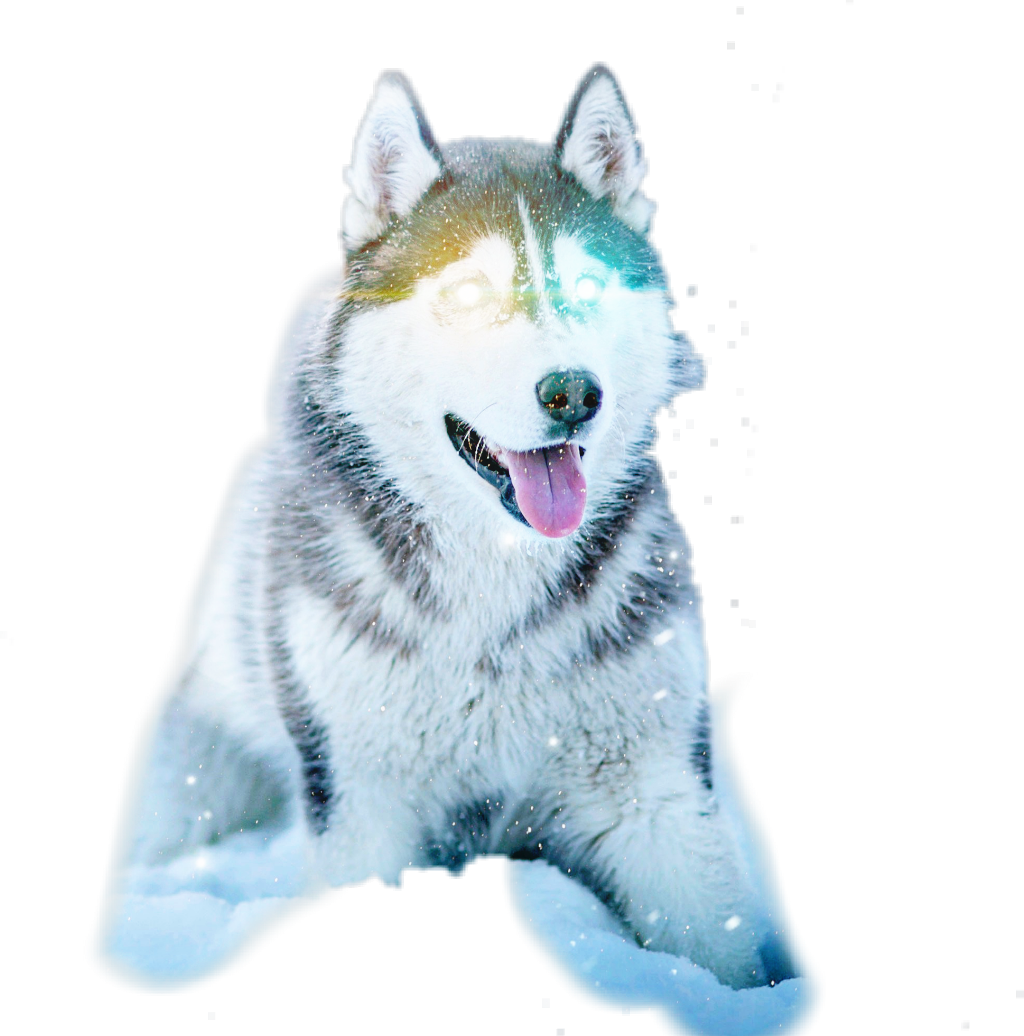 Icarly Sticker - Husky Dog (1024x1036), Png Download