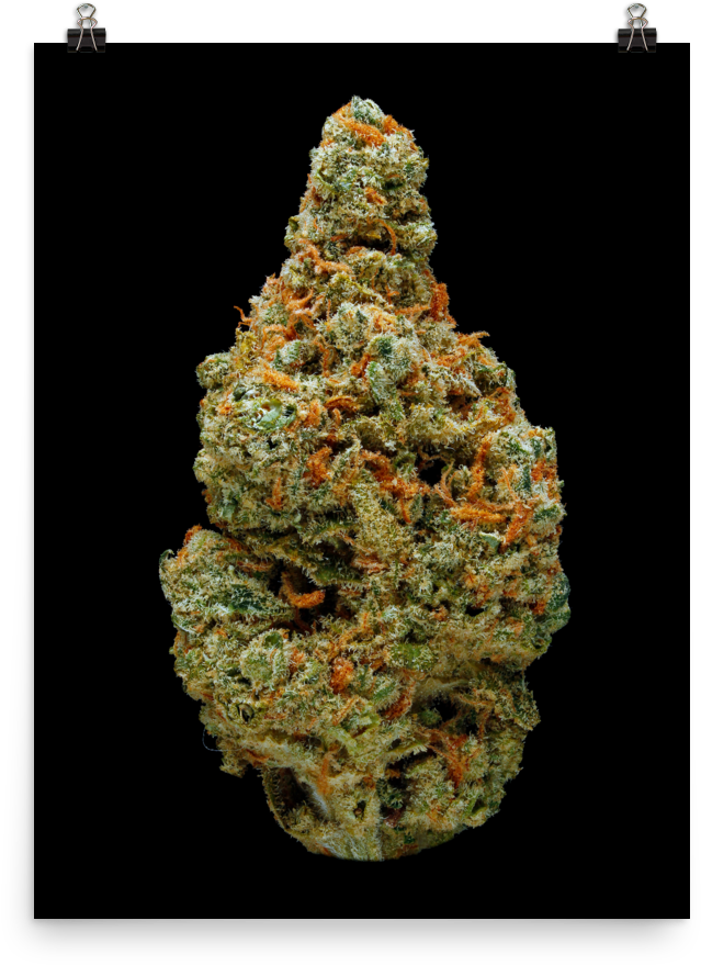 Christmas Tree (1000x1000), Png Download