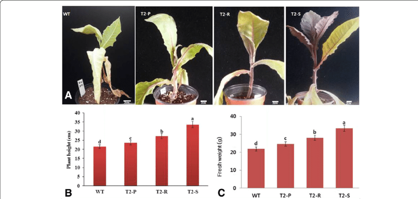 Comparisons Of Post Salt Stress Phenotypes, As Well - Cattleya Elongata (850x406), Png Download