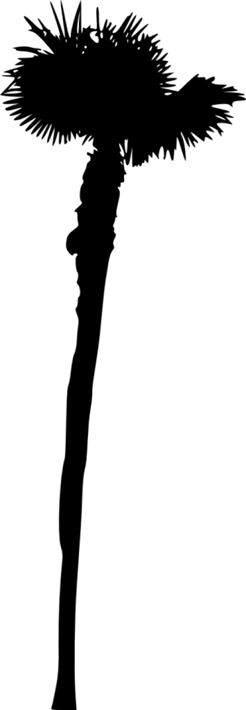 Free Png Palm Tree Silhouette Png - Shadow (480x1385), Png Download