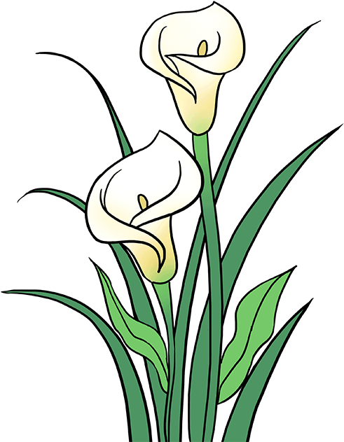 680 X 678 2 - Calla Lily Drawings (680x678), Png Download