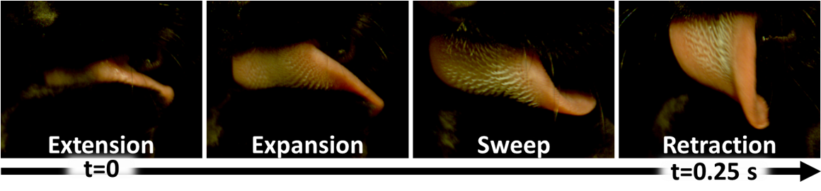 During Grooming, The Domestic Cat's Tongue Traveled - Squid (1189x286), Png Download