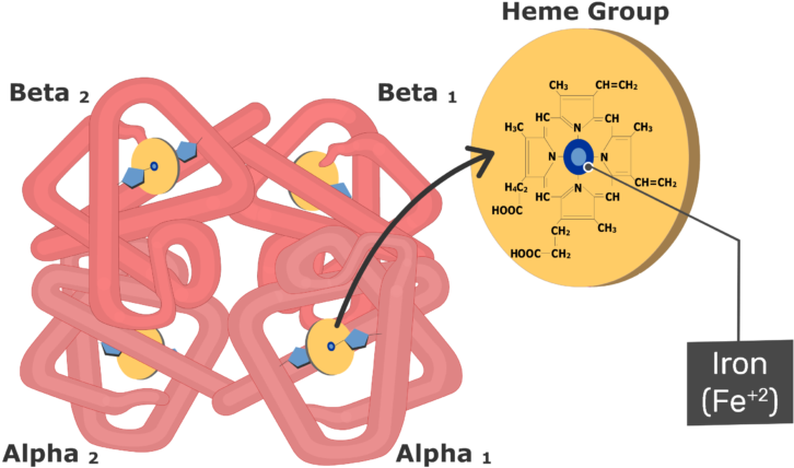 Expanded View Of The Hemoglobin Molecule - Porphyrin In Hemoglobin (770x550), Png Download