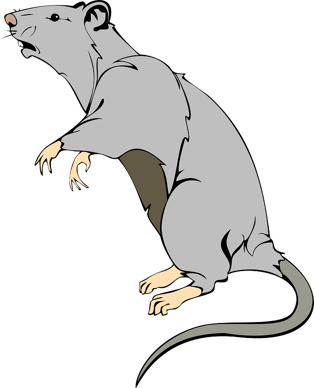 Com/en/rat Animal Mammal - Pet Rat Clipart Transparent (517x640), Png Download