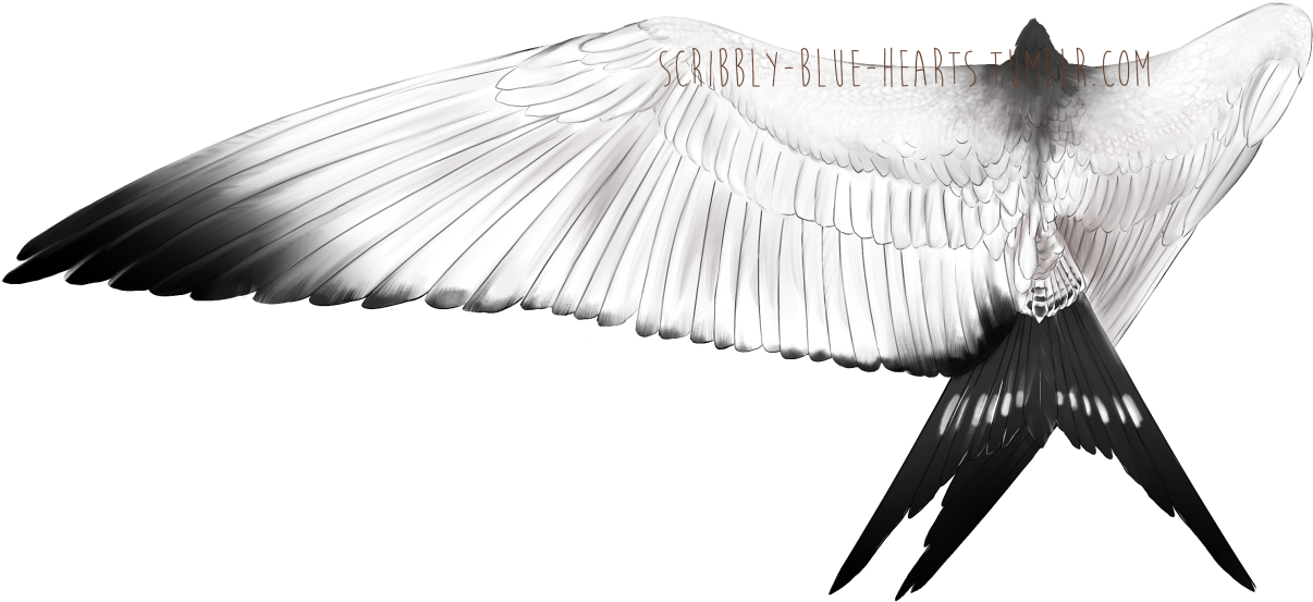 Bird Wings, Angel Wings, Bird Man, Bird People, Humanoid - Buzzard (1280x686), Png Download