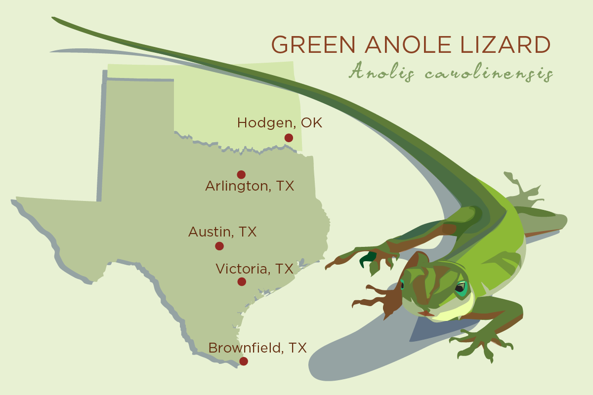 The Ancestors Of The Green Anole Lizard Originated - Green Anole Austin (1200x800), Png Download