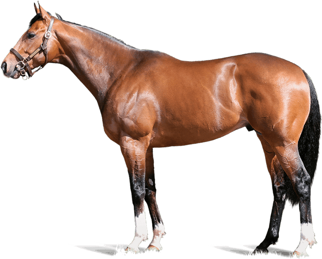 Havana Gold Foreground - Derby Horse (1061x850), Png Download