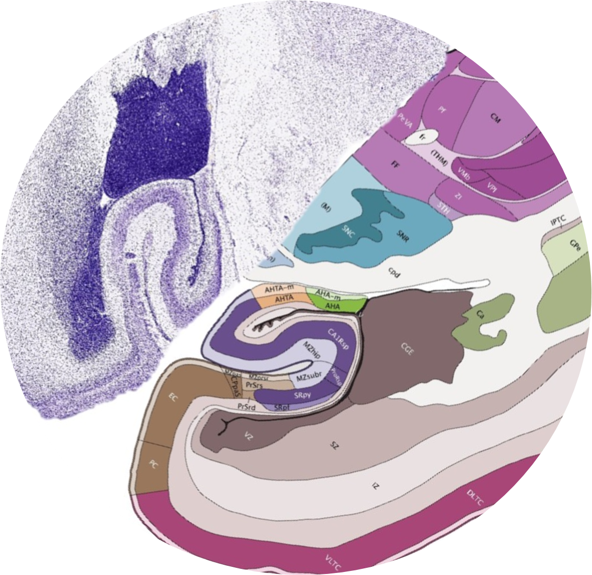 Developing Human Brain - Illustration (1159x1125), Png Download