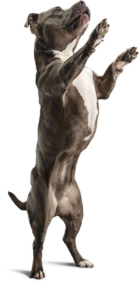 Ingredients - Dog Yawns (792x1047), Png Download