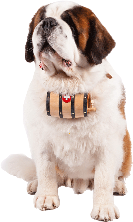 Dog Catches Something (1170x780), Png Download