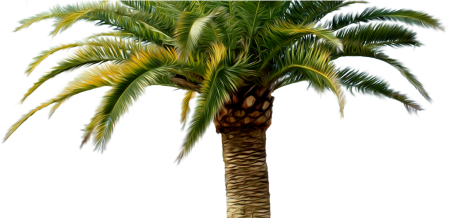 Palm Tree - Transparent Palm Tree Png (1140x445), Png Download