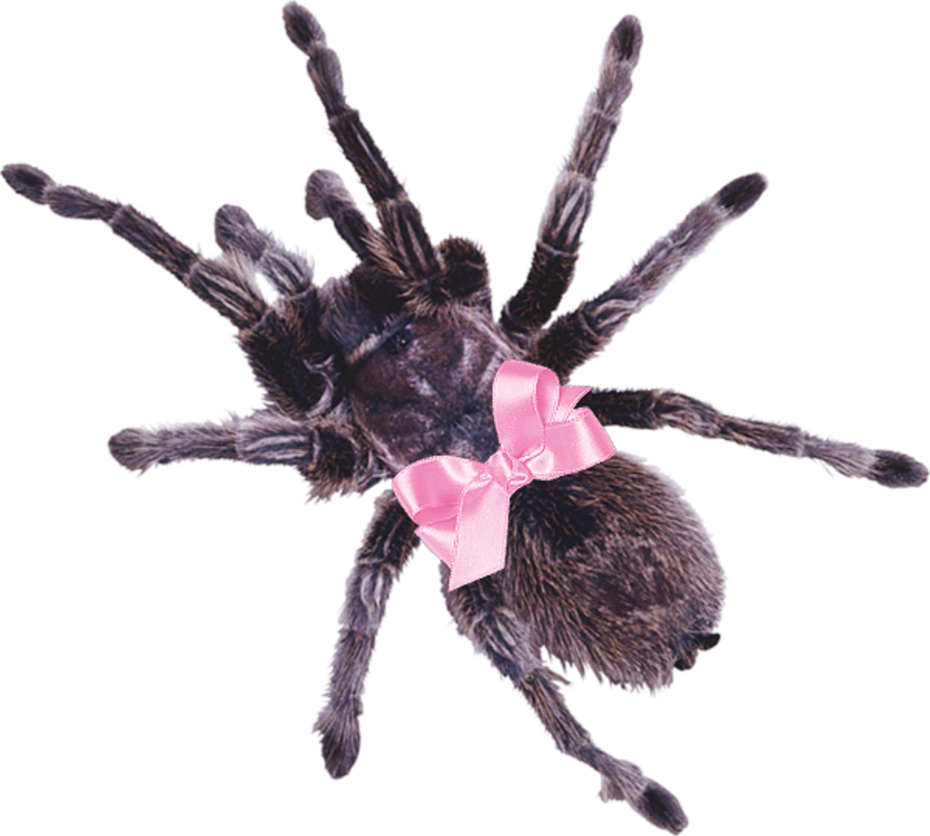 Cute Sticker - Tarantula Png (1024x920), Png Download