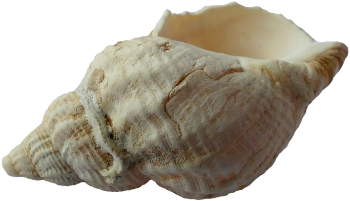 Sea, Shell, Clam, Ocean, Sea - Concha De Mar Fondo Transparente (800x533), Png Download