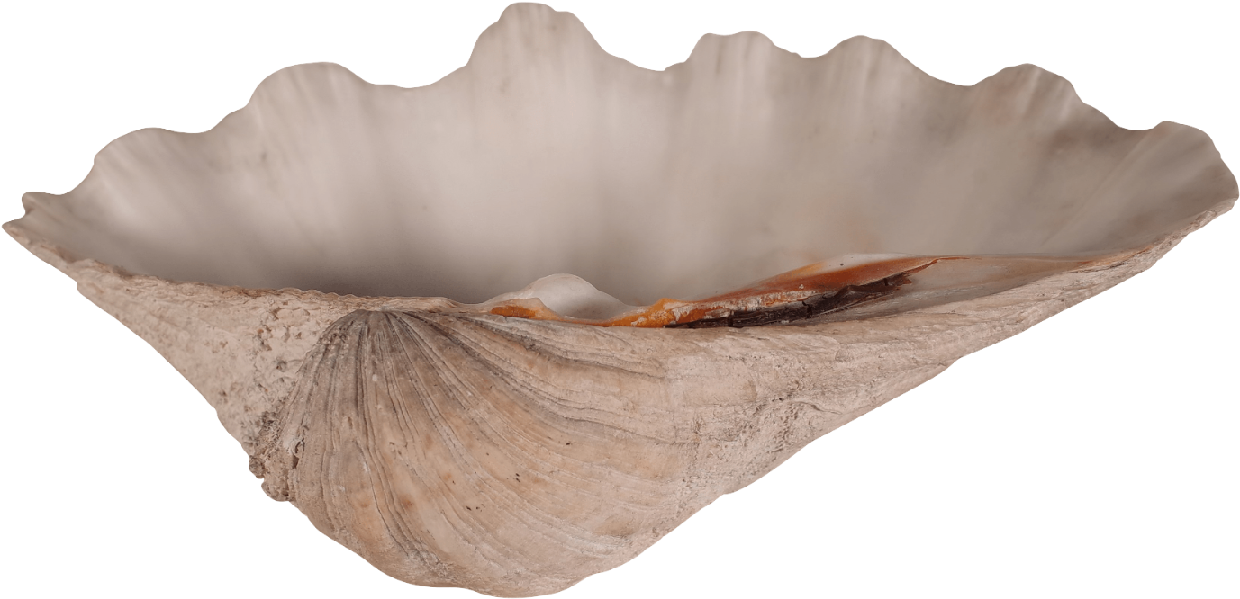 Clam Shell - Shell (1600x1059), Png Download