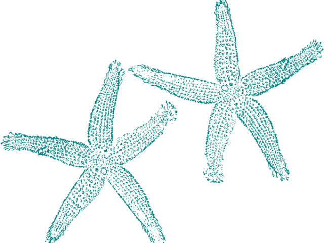 Turquoise Starfish Clip Art (640x480), Png Download