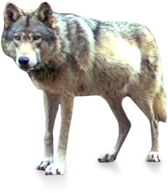 Or-7, The Wolf Also Known As Journey - Canis Lupus Tundrarum (640x686), Png Download