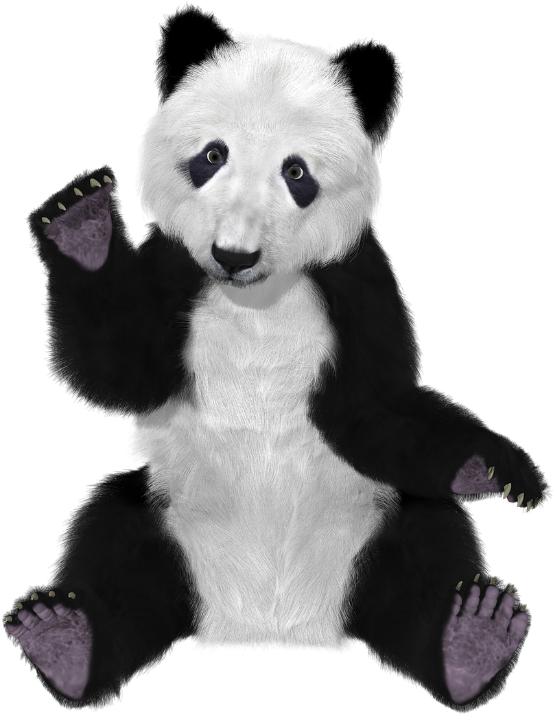 Bear,mammal,nature,head - Furry Panda Bear (853x1280), Png Download