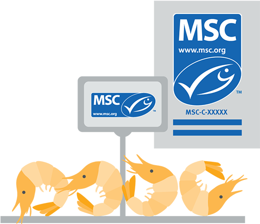 Fresh Fish Counters Labelling With Poster - Marine Stewardship Council (912x513), Png Download