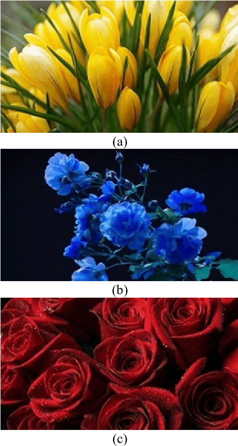 Cover Image Used { Tulips - Crocus (788x890), Png Download