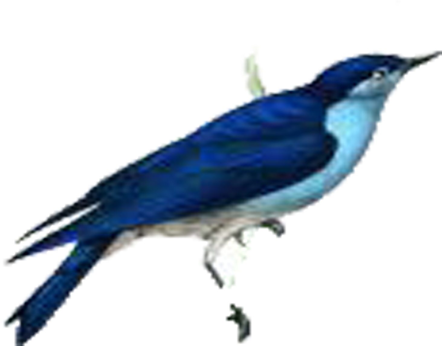 Bird Illustration (2953x2953), Png Download