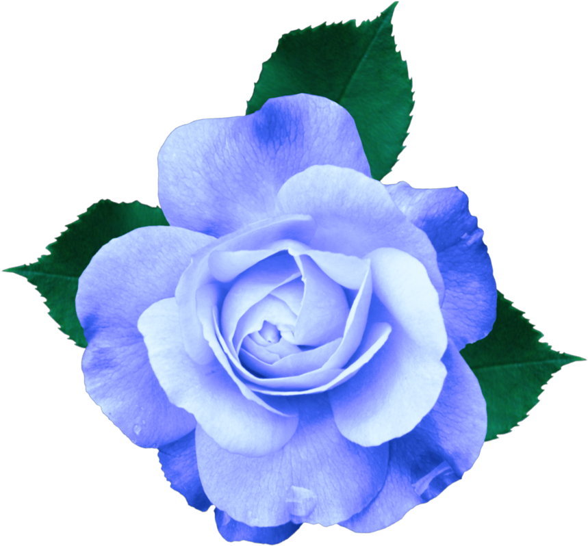 Mq Sticker - Purple Rose No Background (1024x1024), Png Download