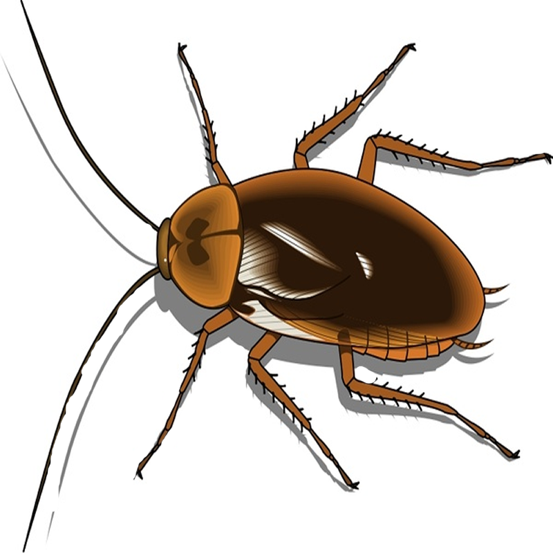 Roaches - Cartoon Image Of Cockroach (800x800), Png Download
