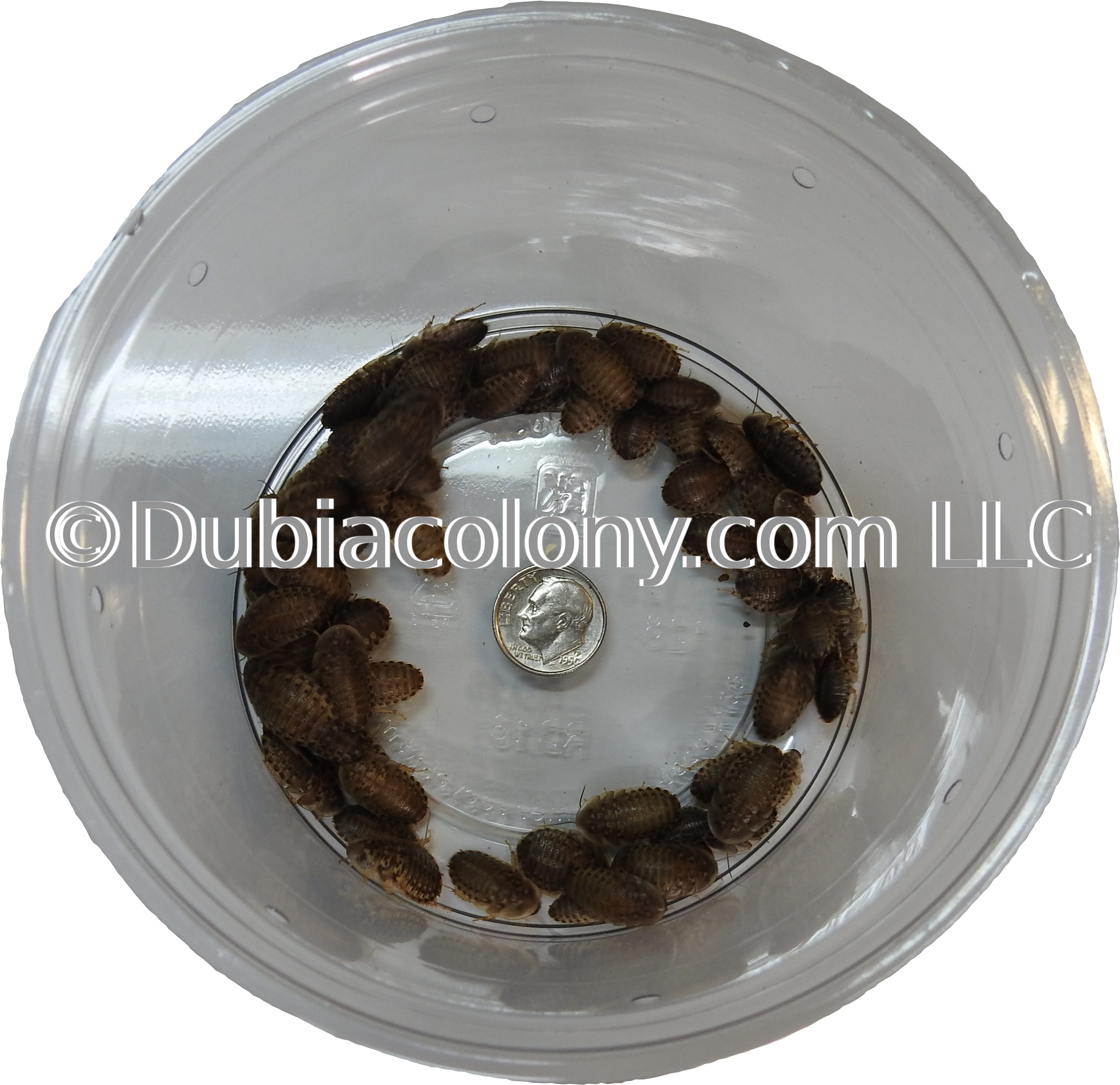 Dubia Roach Medium 1/2" And Smaller Shipped In Custom - Disc Brake (4608x3456), Png Download