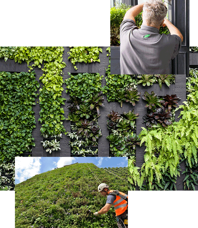 Living Wall Maintenance Team - Green Vertical Garden (650x750), Png Download
