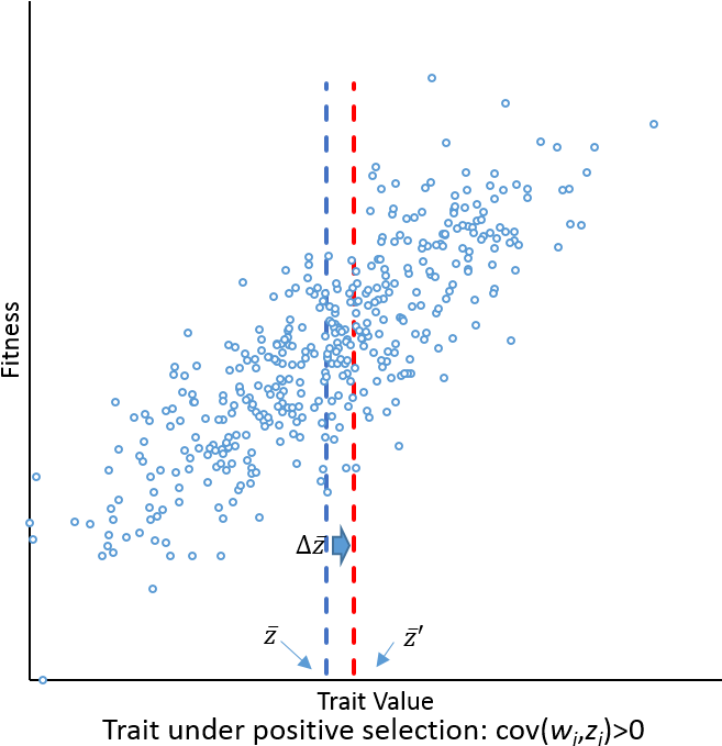Example Of Price Equation For A Trait Under Positive - Plot (713x721), Png Download