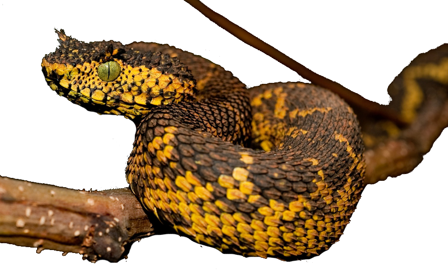 Matilda Horned Viper (917x556), Png Download